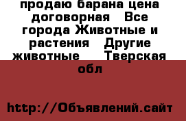 продаю барана цена договорная - Все города Животные и растения » Другие животные   . Тверская обл.